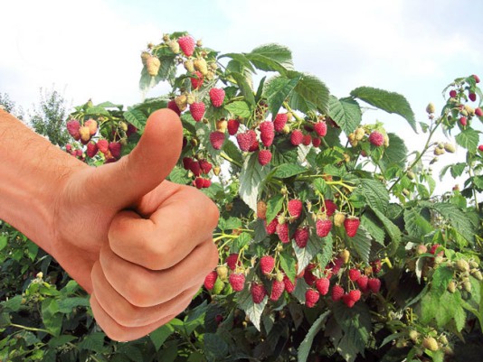 Il est préférable de planter des mûres à côté des framboises.