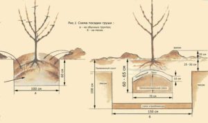 Esquema de plantación de peras