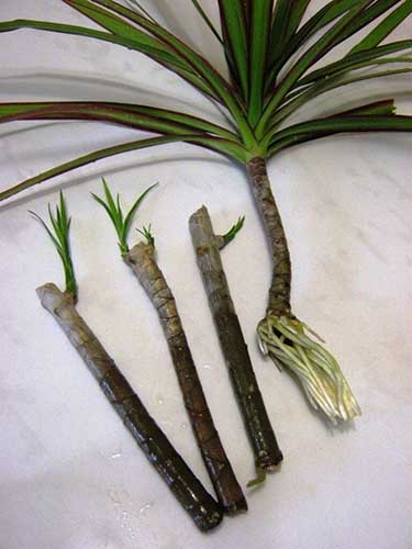 Boutures de tige de Dracaena