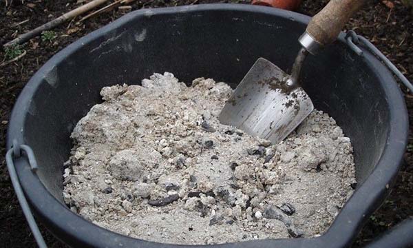 Fertiliser les pommes de terre avec de la cendre de bois