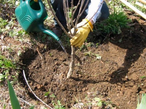 Soin après la plantation de cerises au printemps