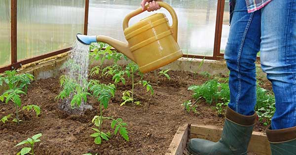 Entretien des tomates de serre - arrosage