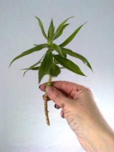 Tige apicale de Dracaena